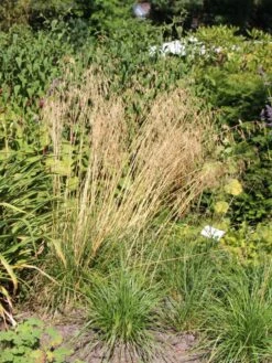 Rasen Schmiele 'Goldschleier' -Angebote Blumen Takt Store rasen schmiele goldschleier m044716 w 0