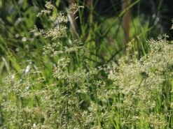 Rasen Schmiele 'Goldschleier' -Angebote Blumen Takt Store rasen schmiele goldschleier m044716 w 2