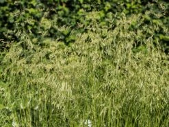 Rasen Schmiele 'Goldschleier' -Angebote Blumen Takt Store rasen schmiele goldschleier m044716 w 3