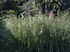 Rasen Schmiele 'Goldschleier' -Angebote Blumen Takt Store rasen schmiele goldschleier m044716 w 4