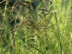 Rasen Schmiele 'Goldschleier' -Angebote Blumen Takt Store rasen schmiele goldschleier m044716 w 5