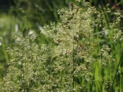 Rasen Schmiele 'Goldschleier' -Angebote Blumen Takt Store rasen schmiele goldschleier m044716 w 6