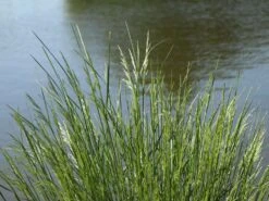 Rasen-Schmiele 'Goldtau' -Angebote Blumen Takt Store rasen schmiele goldtau m083146 w 0