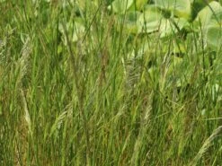 Rasen-Schmiele 'Goldtau' -Angebote Blumen Takt Store rasen schmiele goldtau m083146 w 2