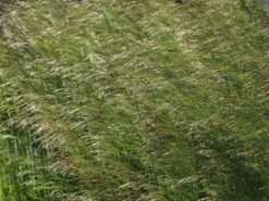 Rasen-Schmiele 'Goldtau' -Angebote Blumen Takt Store rasen schmiele goldtau m083146 w 3