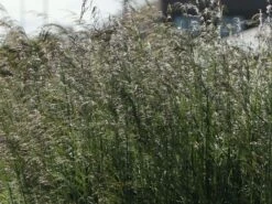 Rasen-Schmiele 'Goldtau' -Angebote Blumen Takt Store rasen schmiele goldtau m083146 w 4