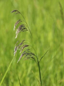 Rasen Schmiele -Angebote Blumen Takt Store rasen schmiele m009058 w 0