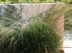 Rasen Schmiele -Angebote Blumen Takt Store rasen schmiele m009058 w 3