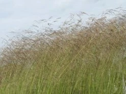 Rasen Schmiele -Angebote Blumen Takt Store rasen schmiele m009058 w 4