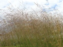 Rasen Schmiele -Angebote Blumen Takt Store rasen schmiele m009058 w 5