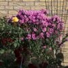Raublatt-Aster 'Barr's Pink' -Angebote Blumen Takt Store raublatt aster barrs pink m057376 h 0