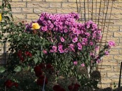 Raublatt-Aster 'Barr's Pink'