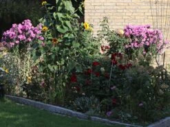 Raublatt-Aster 'Barr's Pink' -Angebote Blumen Takt Store raublatt aster barrs pink m057376 w 1