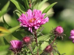 Raublatt-Aster 'Barr's Pink' -Angebote Blumen Takt Store raublatt aster barrs pink m057376 w 2