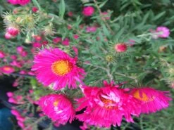 Raublatt-Aster 'Lachsglut' -Angebote Blumen Takt Store raublatt aster lachsglut m057797 354658 0