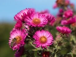 Raublatt-Aster 'Lachsglut' -Angebote Blumen Takt Store raublatt aster lachsglut m057797 w 0