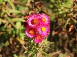 Raublatt-Aster 'Lachsglut' -Angebote Blumen Takt Store raublatt aster lachsglut m057797 w 1