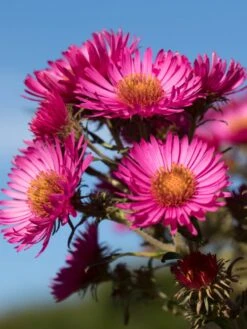 Raublatt-Aster 'Lachsglut' -Angebote Blumen Takt Store raublatt aster lachsglut m057797 w 2