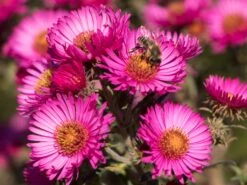 Raublatt-Aster 'Lachsglut' -Angebote Blumen Takt Store raublatt aster lachsglut m057797 w 3