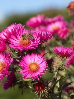Raublatt-Aster 'Lachsglut' -Angebote Blumen Takt Store raublatt aster lachsglut m057797 w 4