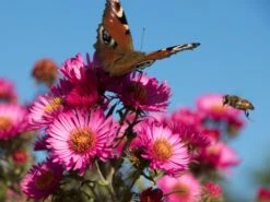 Raublatt-Aster 'Lachsglut' -Angebote Blumen Takt Store raublatt aster lachsglut m057797 w 5
