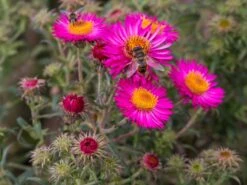 Raublatt-Aster 'Lachsglut' -Angebote Blumen Takt Store raublatt aster lachsglut m057797 w 6