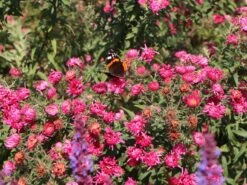 Raublatt-Aster 'Lachsglut' -Angebote Blumen Takt Store raublatt aster lachsglut m057797 w 8