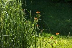 Reitgras 'England' -Angebote Blumen Takt Store reitgras england m083543 894250 0