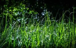 Reitgras 'England' -Angebote Blumen Takt Store reitgras england m083543 894250 1