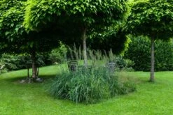 Reitgras 'England' -Angebote Blumen Takt Store reitgras england m083543 894250 2