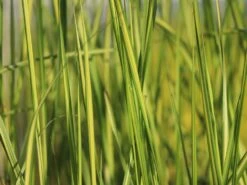 Reitgras 'England' -Angebote Blumen Takt Store reitgras england m083543 w 0