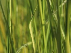 Reitgras 'England' -Angebote Blumen Takt Store reitgras england m083543 w 1