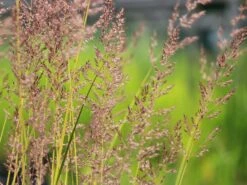 Reitgras 'England' -Angebote Blumen Takt Store reitgras england m083543 w 3