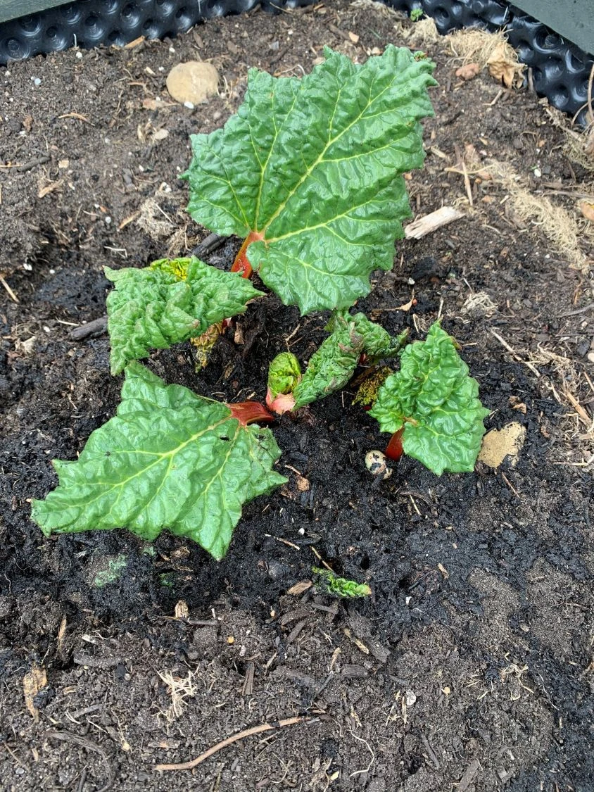 Rhabarber 'Elmsjuwel' 6 Rhabarber 'Elmsjuwel' – Bild 4