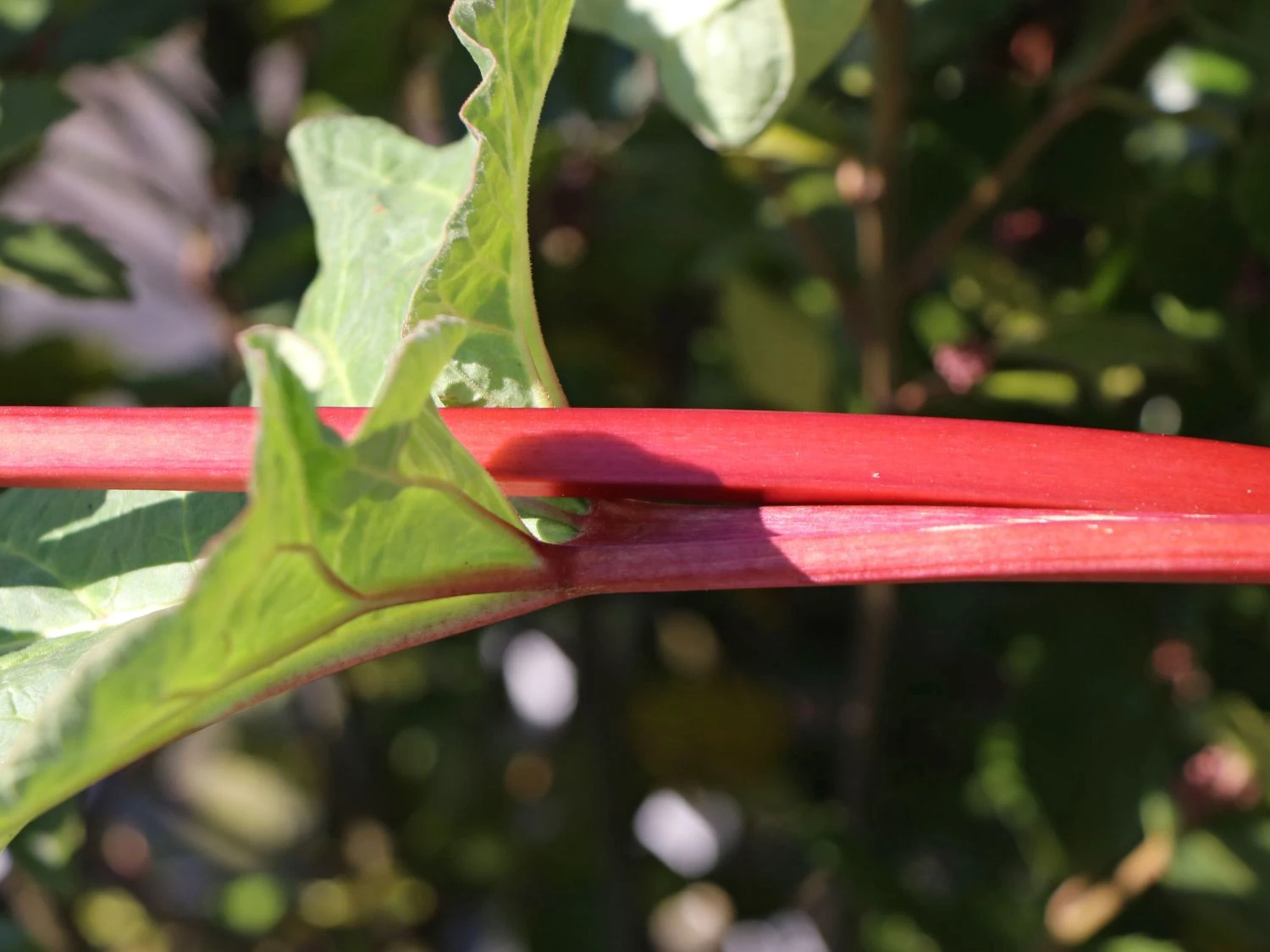 Rhabarber 'Elmsjuwel' 4 Rhabarber 'Elmsjuwel' – Bild 2