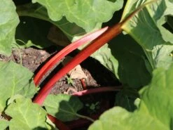 Rhabarber 'Elmsjuwel' 8 Rhabarber 'Elmsjuwel' -Angebote Blumen Takt Store rhabarber elmsjuwel m102396 w 1