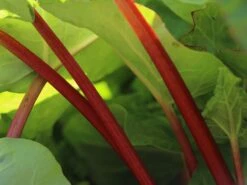 Rhabarber 'Red Champagne' -Angebote Blumen Takt Store rhabarber red champagne m102149 w 0