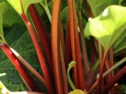 Rhabarber 'Red Champagne' -Angebote Blumen Takt Store rhabarber red champagne m102149 w 1