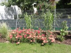 Riesen Chinaschilf 'Aksel Olsen' -Angebote Blumen Takt Store riesen chinaschilf aksel olsen m009072 581034 0