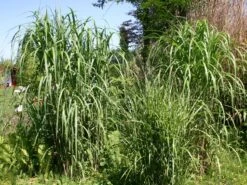 Riesen Chinaschilf 'Aksel Olsen'