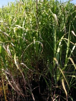 Riesen Chinaschilf 'Aksel Olsen' -Angebote Blumen Takt Store riesen chinaschilf aksel olsen m009072 w 0