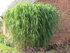 Riesen Chinaschilf 'Aksel Olsen' -Angebote Blumen Takt Store riesen chinaschilf aksel olsen m009072 w 1