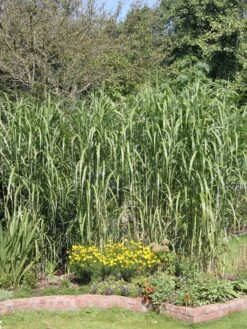 Riesen Chinaschilf 'Aksel Olsen' -Angebote Blumen Takt Store riesen chinaschilf aksel olsen m009072 w 3