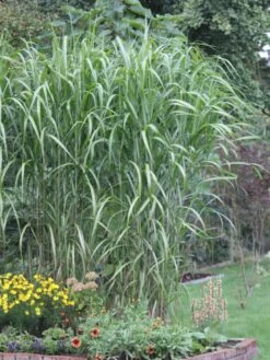 Riesen Chinaschilf 'Aksel Olsen' -Angebote Blumen Takt Store riesen chinaschilf aksel olsen m009072 w 4