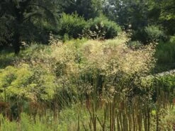 Riesen Federgras -Angebote Blumen Takt Store riesen federgras m010777 w 0