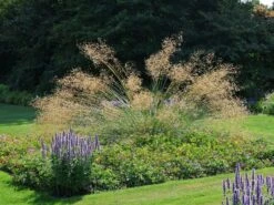 Riesen Federgras -Angebote Blumen Takt Store riesen federgras m010777 w 1