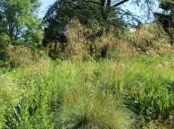 Riesen Federgras -Angebote Blumen Takt Store riesen federgras m010777 w 10