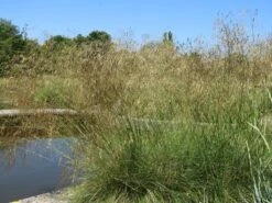 Riesen Federgras -Angebote Blumen Takt Store riesen federgras m010777 w 11