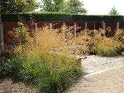 Riesen Federgras -Angebote Blumen Takt Store riesen federgras m010777 w 12