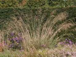 Riesen Federgras -Angebote Blumen Takt Store riesen federgras m010777 w 4